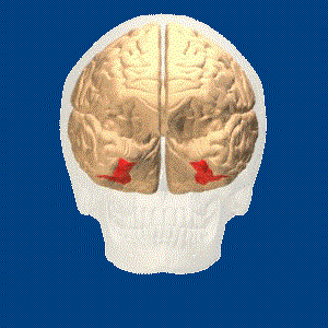 fusiformgyrus