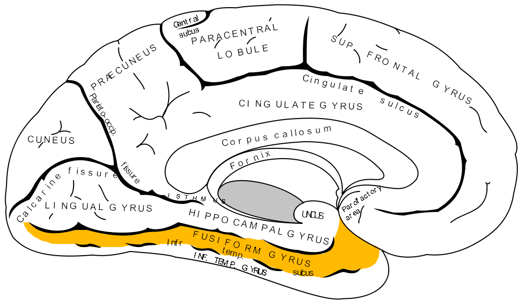 fusiform gyrus