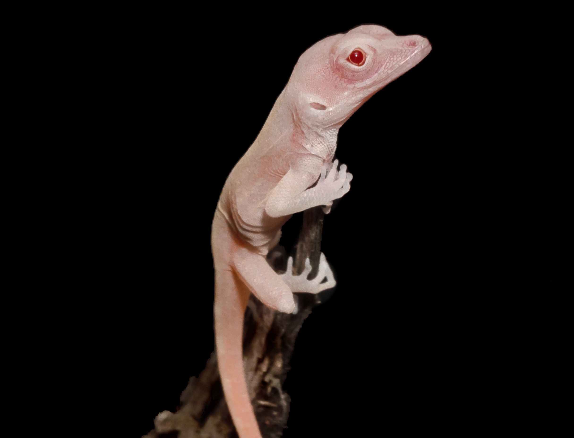 albino lizard