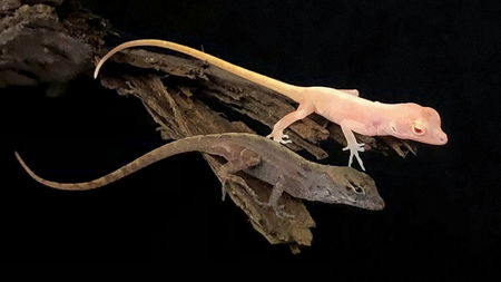 albino lizard