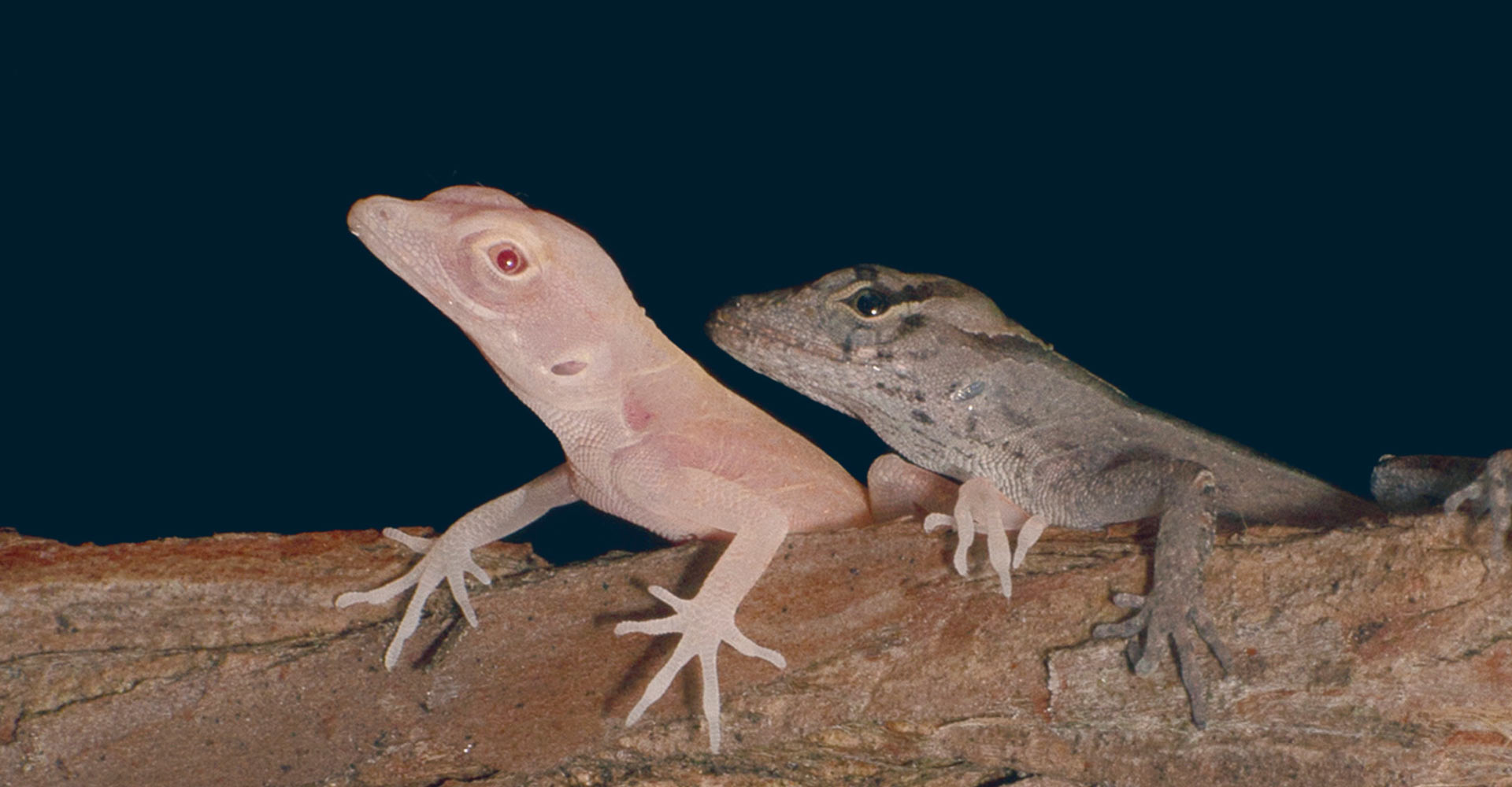 albino lizard